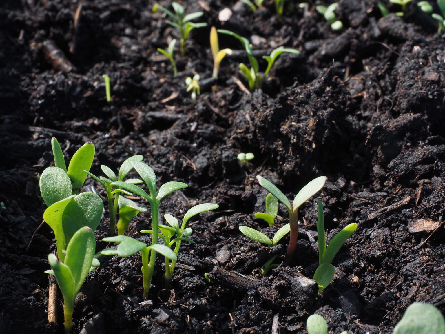 Cresce uso de bioinsumos na agricultura brasileira Máquinas e