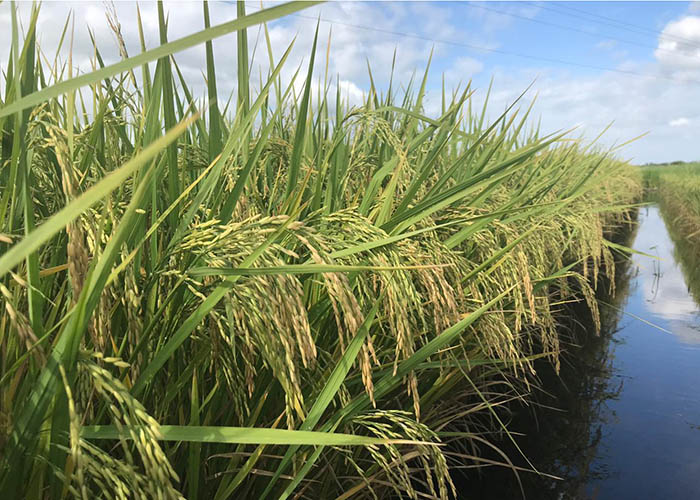Classificado como arroz de grão nobre, ou premium, o produto apresenta, se bem manejado, altas taxas de grãos inteiros após o beneficiamento, cerca de 64%, característica relacionada ao valor do produto do mercado | Foto: Ariano Magalhães