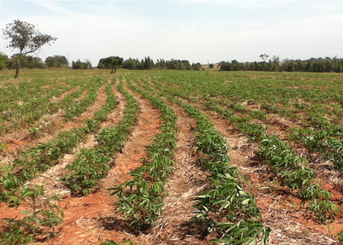 Sistema de plantio direto na lavoura de mandioca é mais sustentável e rentável