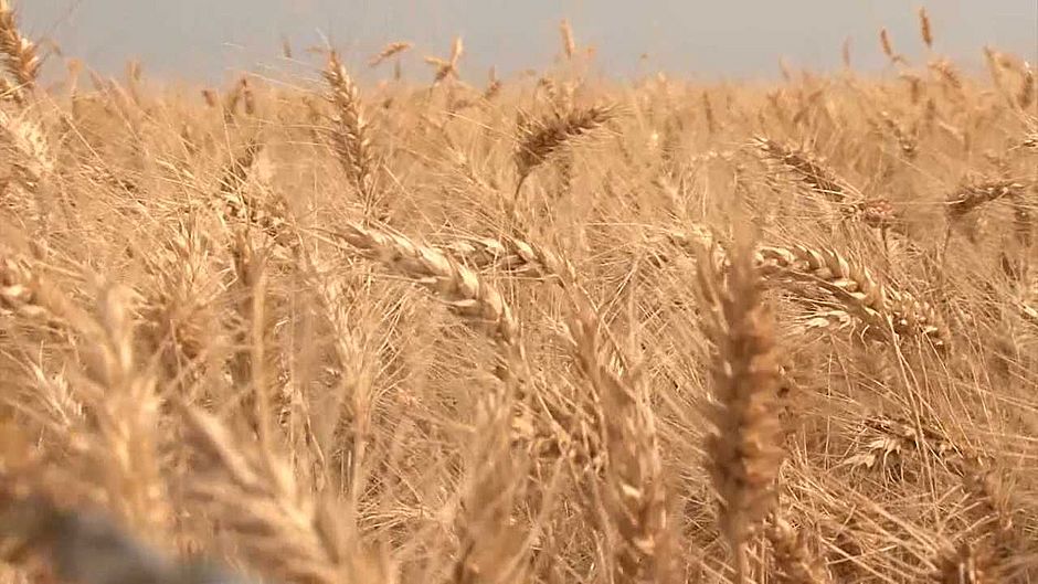 Portaria autoriza aplicação de R$ 400 milhões na comercialização do trigo