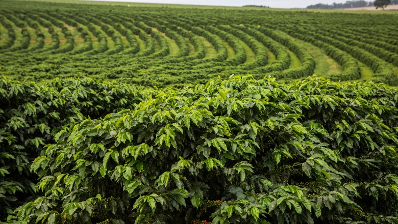 Exportações do agro mineiro alcançam cifra recorde de US$ 19,8 bilhões em 2025