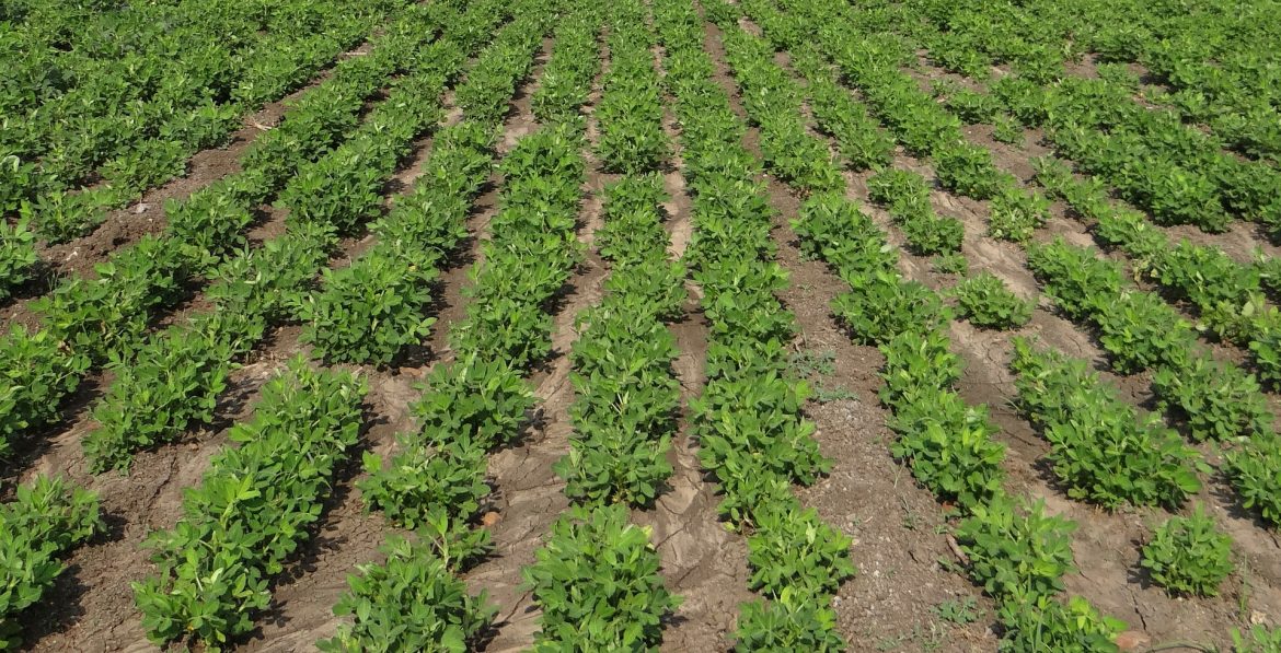 Plantio de amendoim direto na palha reduz custo de produção em até 20%