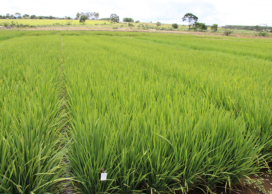 Rio Grande do Sul encerra a semeadura de arroz irrigado