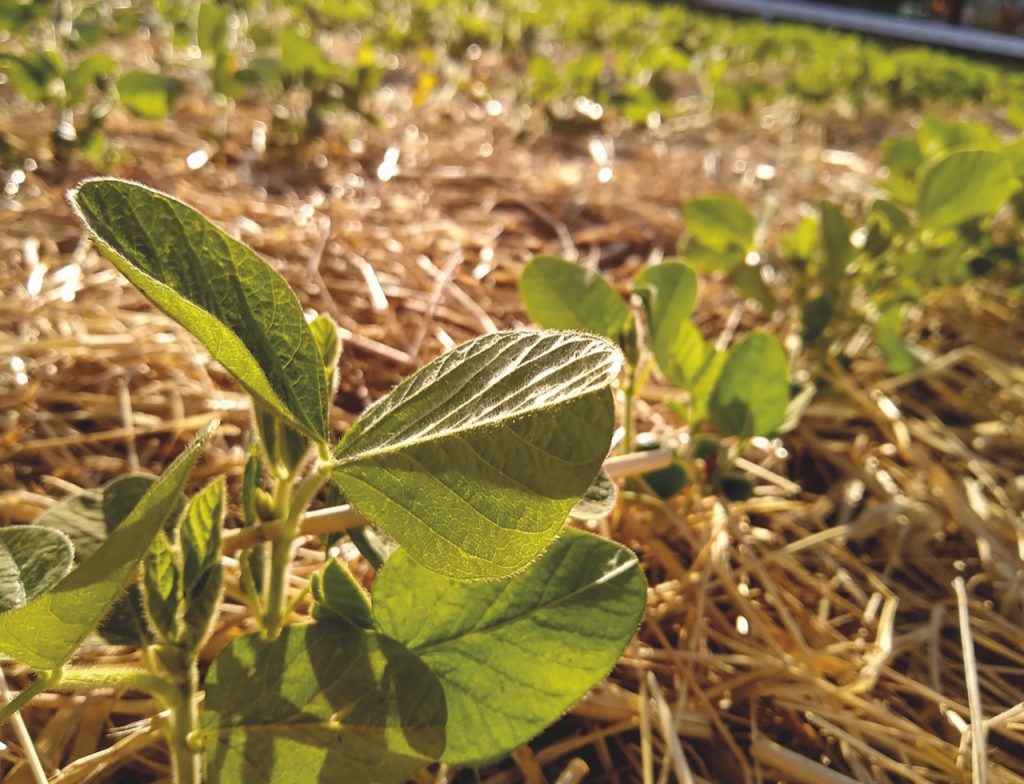 FPA destaca oportunidades para o produtor com o mercado de carbono