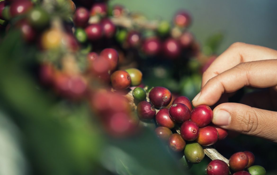 Produção de café deve ser recorde em 2026, com 66,2 milhões de sacas, estima Conab