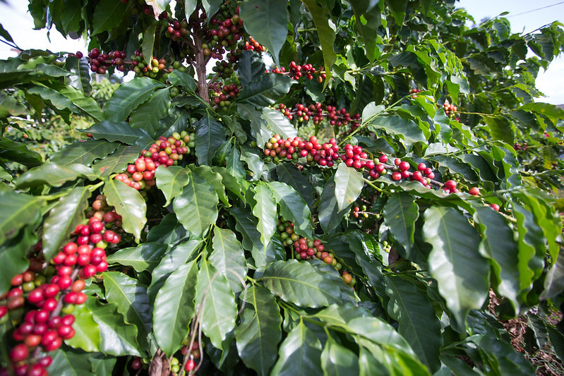 Produção de café está estimada em 58 milhões de sacas, segundo a Conab