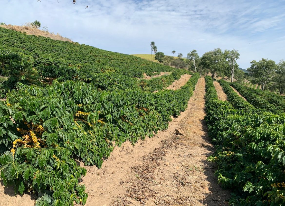 Cooxupé realiza 11ª Feira do Cerrado em Minas Gerais