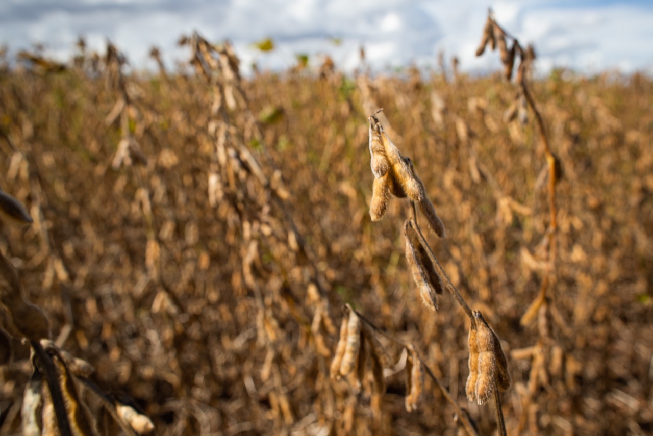 Abiove mantém projeção para produção de soja em grão para o ciclo 2024