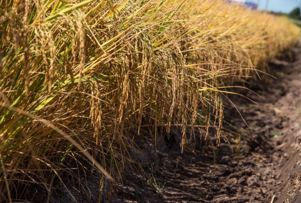 Plantio do arroz no Rio Grande do Sul avança para 73% da área