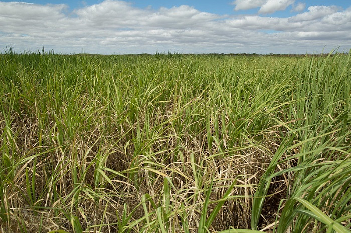 Brasil pode se tornar peça-chave no fornecimento de insumos para biocombustíveis