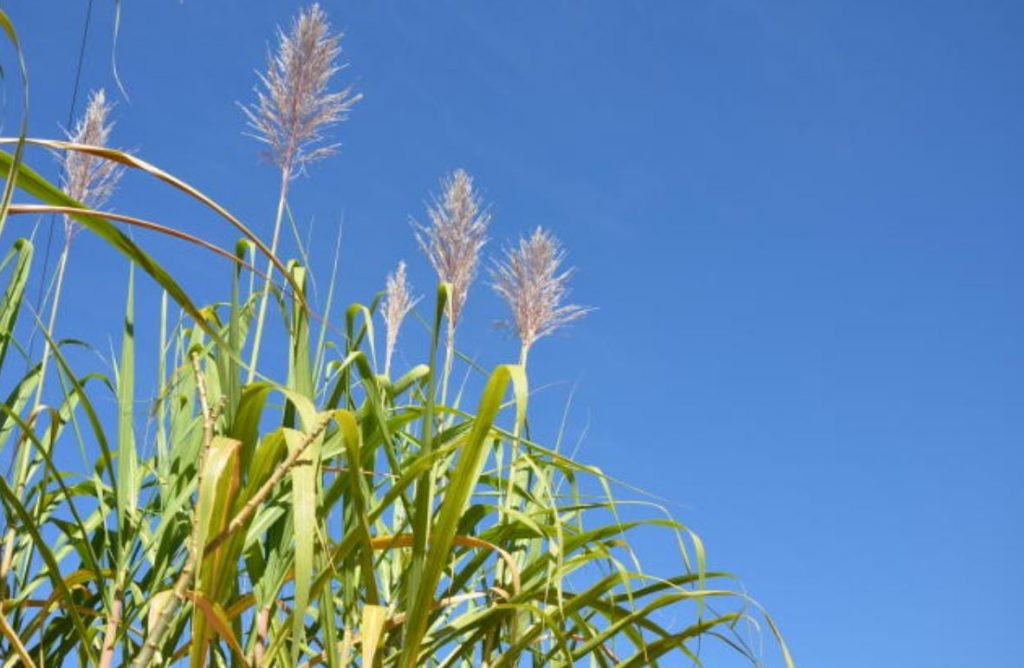 Agro fornece 29% de toda a energia renovável do país, revela estudo da FGV