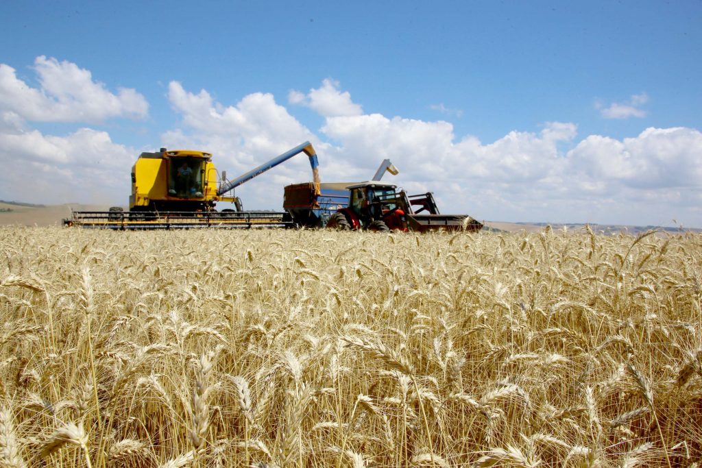 Paraná: produção de trigo deve alcançar 3,61 milhões de toneladas