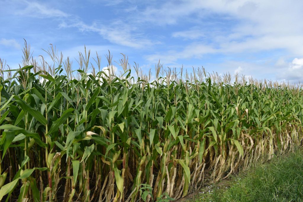 Plantio de milho da safra 2026/27 avança no RS e atinge 54% da área cultivada