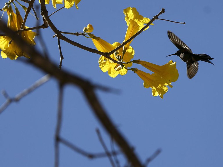 Primavera chega ao Brasil com ondas de calor e baixa umidade