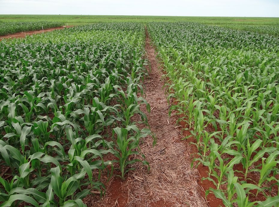 Chuvas irregulares atrasaram semeadura dos cultivos de verão em algumas regiões do país