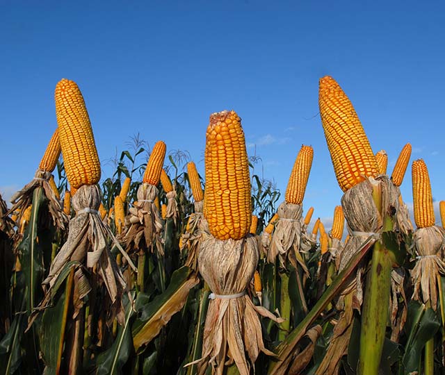 Plantio do milho de verão chega a 75% da área projetada no RS, diz Emater