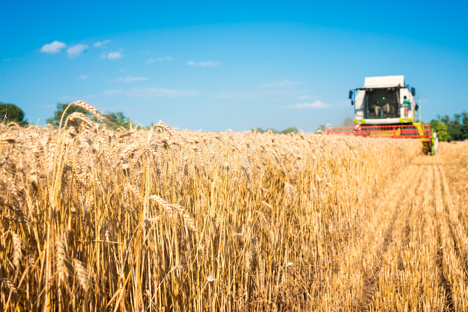 PIB da agropecuária cresce 11,3% no primeiro trimestre, aponta IBGE