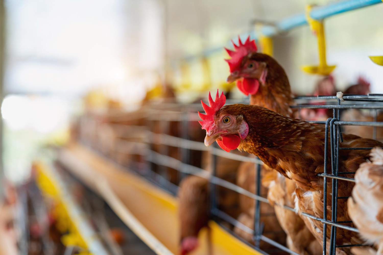 Senado aprova MP que destina R$ 200 milhões para combater gripe aviária