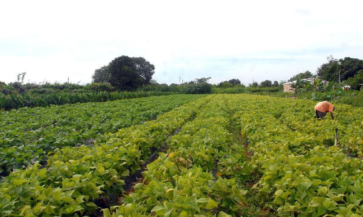 Bunge anuncia mais de US$ 20 mi para agricultura regenerativa no Brasil