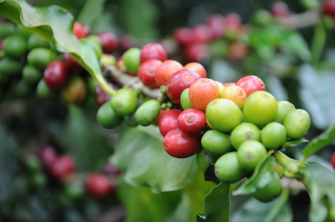 Novo pneu da Titan promete elevar a produtividade nos cafezais