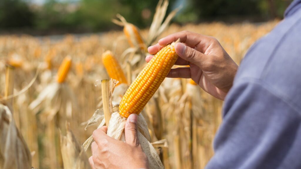 Preço pago ao produtor rural aumenta 18% no 1º semestre - preços ao produtor Preço pago ao produtor rural aumenta 18% no 1º semestre