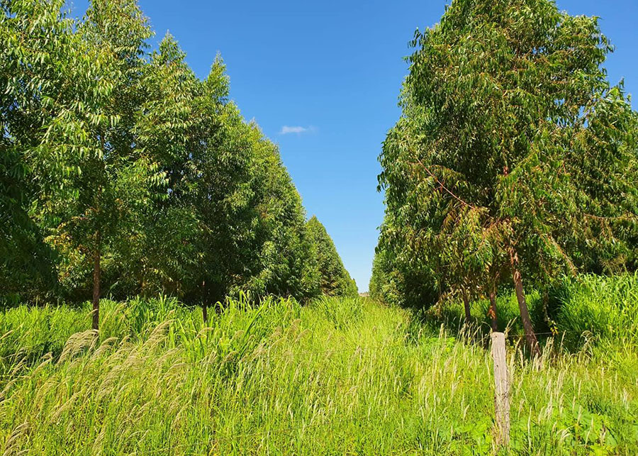 Experimento mostra que adoção de ILPF melhorou a qualidade do solo do Cerrado