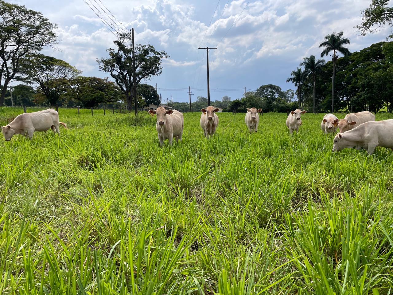 Práticas de manejo de pastagem permitem aumento na produção de carne