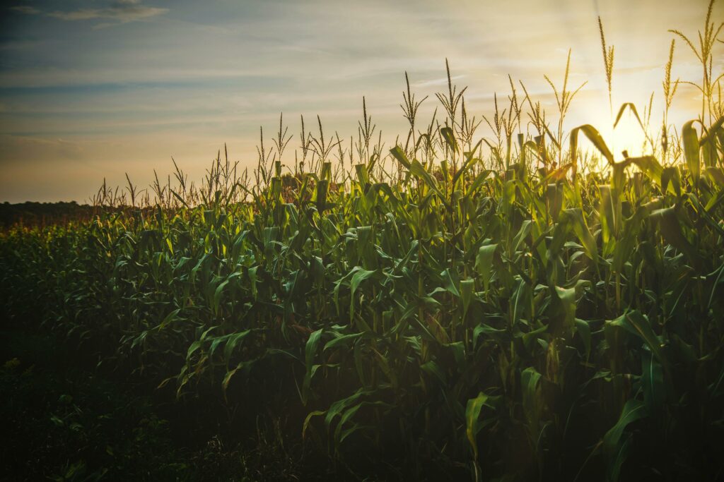 Consultoria aponta redução nos custos de produção, mas também nos preços