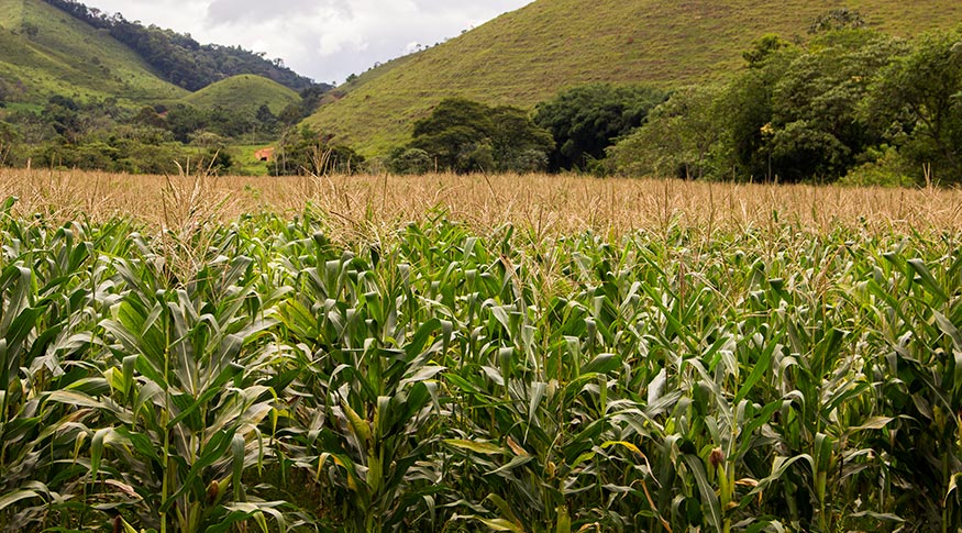 Estimativa de julho do IBGE aponta safra 5,5% menor em 2024