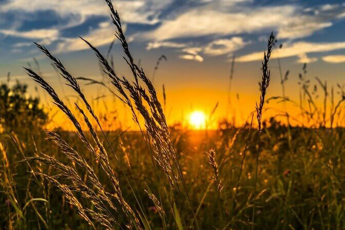 Agricultura do Paraná foi afetada pela seca e altas temperaturas em agosto