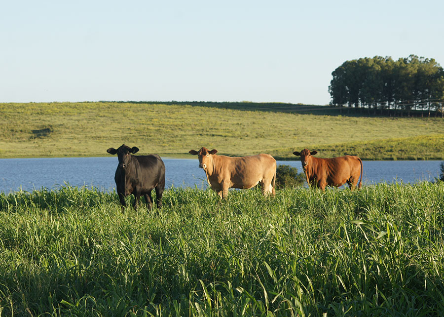 Nova ferramenta digital vai apoiar pecuaristas no planejamento forrageiro