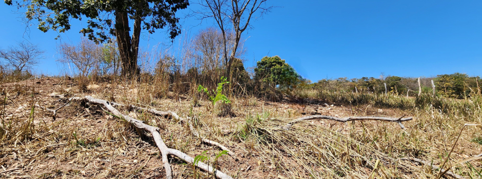 Produtor afetado pela seca em MG poderá renegociar dívidas