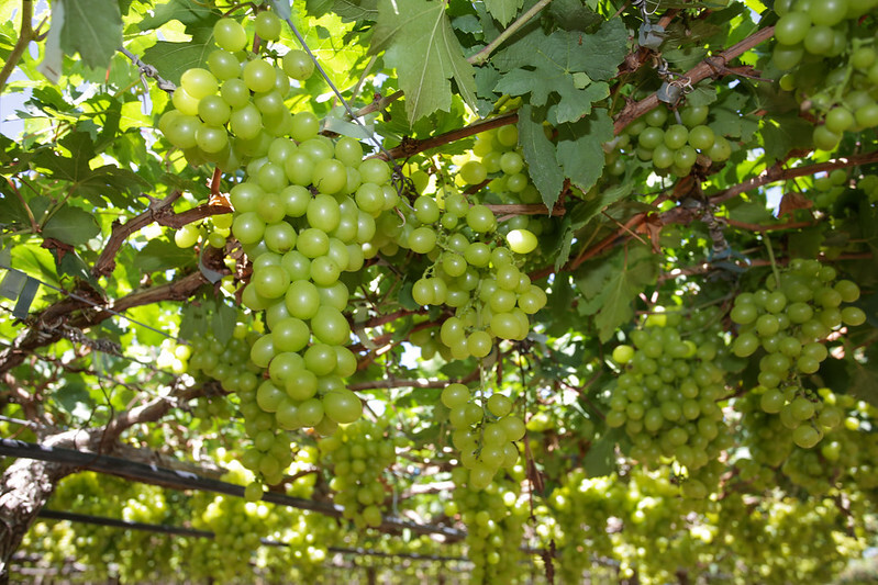 Senar debate tecnologias para produção de uvas no semiárido