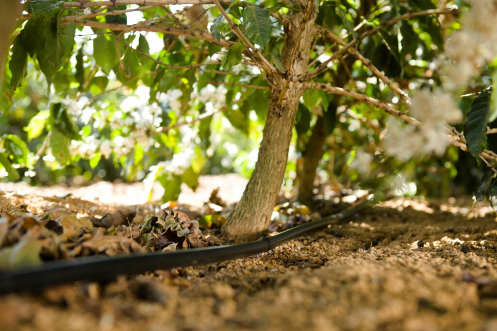 Irrigação por gotejamento pode ajudar o café durante secas severas