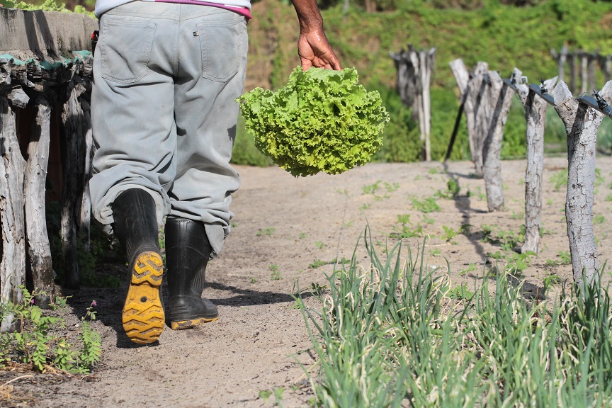 BNB contrata 52% a mais na agricultura familiar e supera R$ 8,6 bi em financiamentos