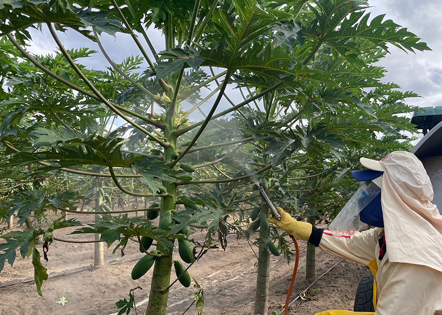 Protetor solar reduz a queima de frutos e aumenta adaptação das plantas às mudanças climáticas