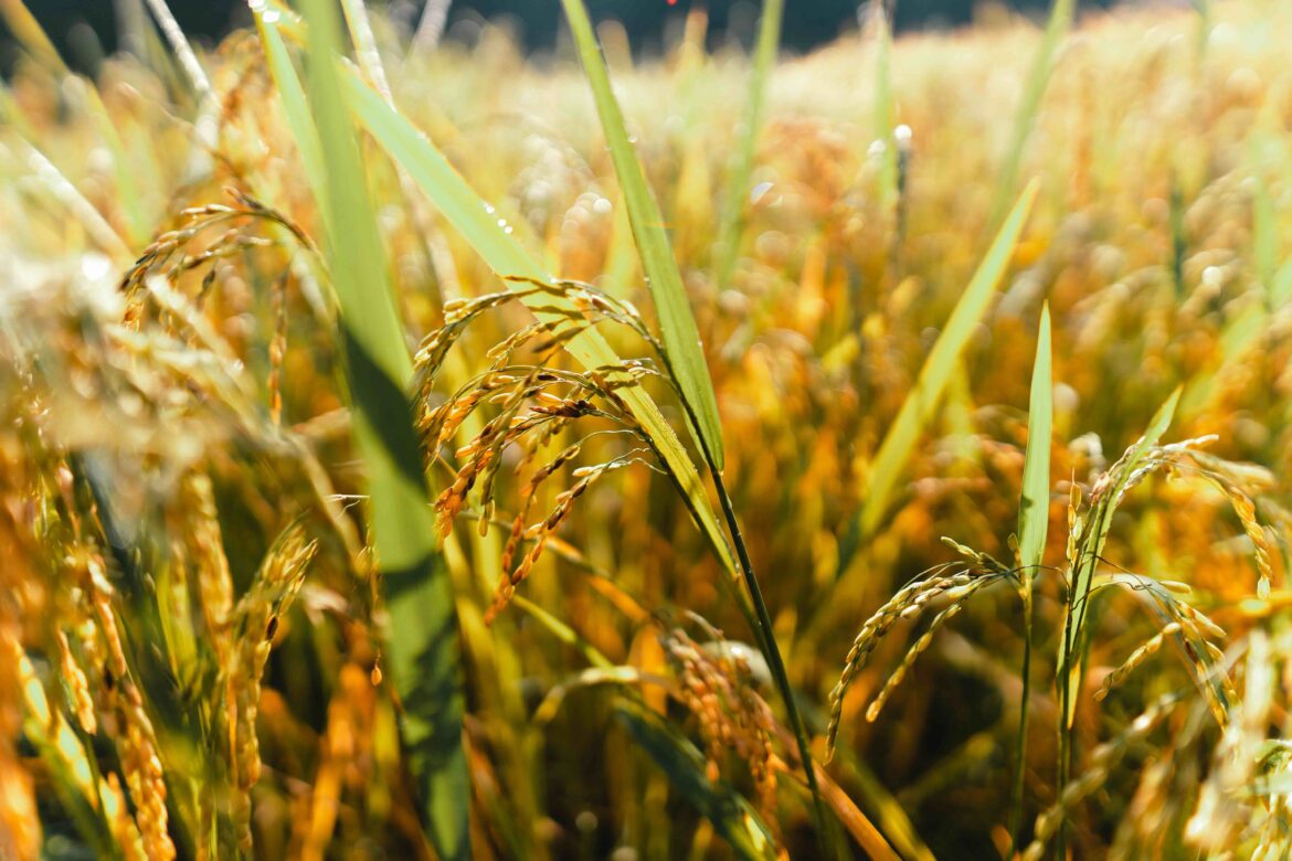 Exportações de arroz crescem 13% em 2025, com receita de US$ 457 milhões