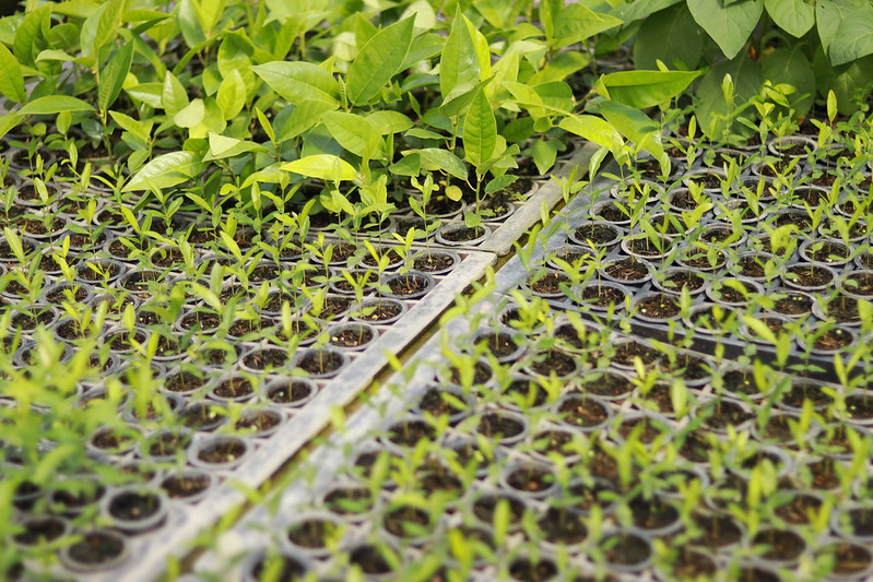 Adubação verde: entenda como funciona a prática sustentável de fertilização do solo e confira dicas