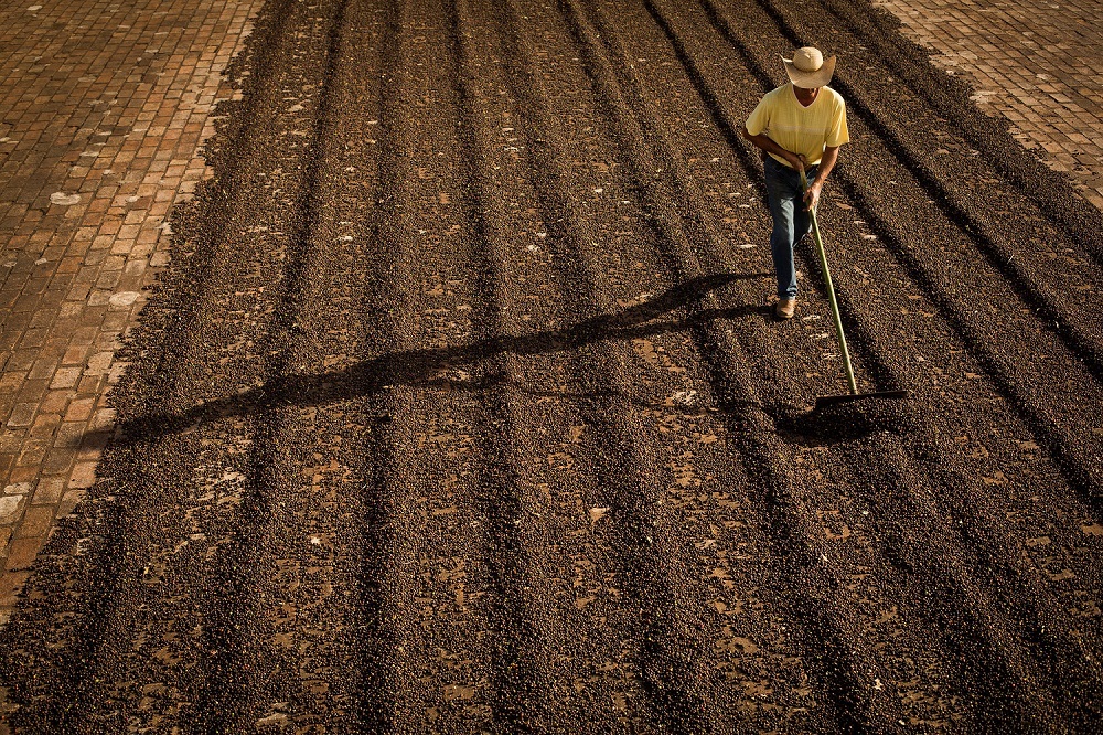 - Campo Futuro inicia levantamento de custos de produção no país