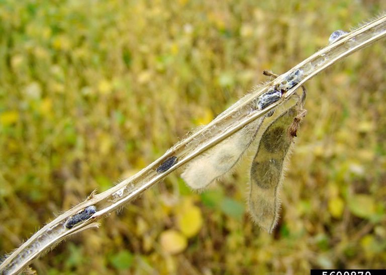 Embrapa e Unesp criam cultivo de fungo que controla o 'mofo branco' - Embrapa e Unesp criam cultivo de fungo que controla o 'mofo branco'