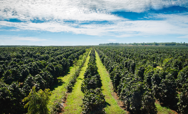 Desembolso do crédito rural soma R$ 330,9 bilhões na safra 2024/2025 - Desembolso do crédito rural soma R$ 330,9 bilhões na safra 2024/2025
