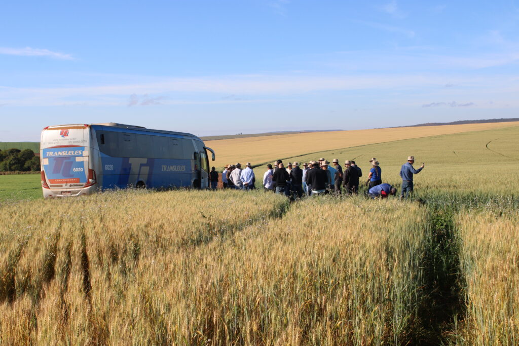 Indústria moageira aposta no Cerrado para ampliar a produção de trigo - Indústria moageira aposta no Cerrado para ampliar a produção de trigo