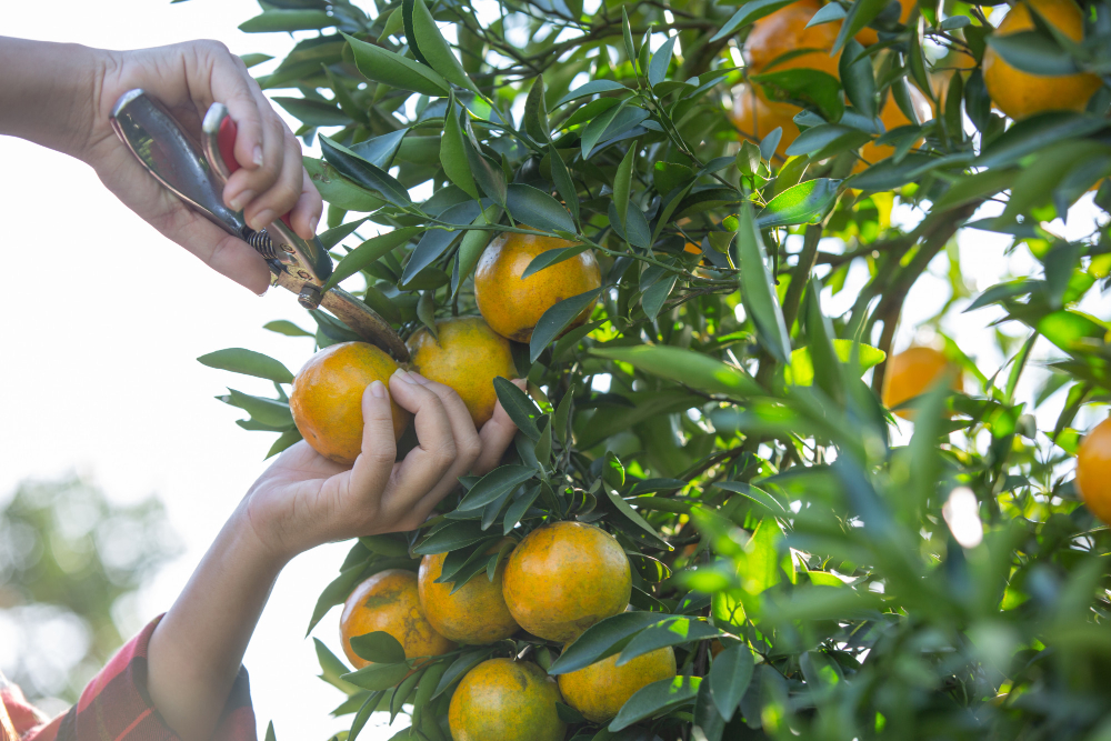 Mercado interno de frutas segue negociando as primeiras laranjas da safra 2025/26 - Mercado interno de frutas segue negociando as primeiras laranjas da safra 2025/26