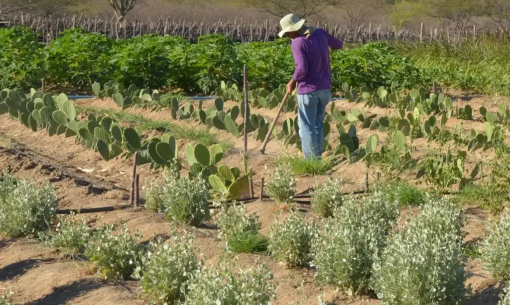 - Rendimento de trabalhador rural sobe 5,5% no 1º trimestre
