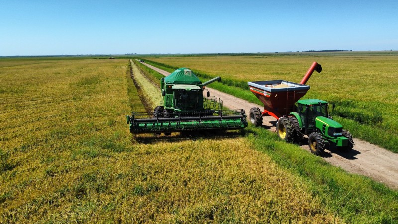 Federarroz orienta produtores a aderirem ao contrato de opção e vender arroz ao governo - arroz Federarroz orienta produtores a aderirem ao contrato de opção e venderem arroz ao governo