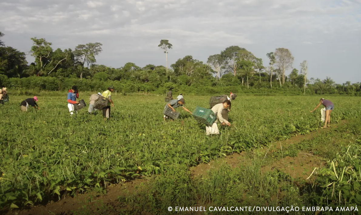 Programa AgroAmigo oferece R$ 1 bilhão em microcrédito para as regiões Norte e Centro-Oeste