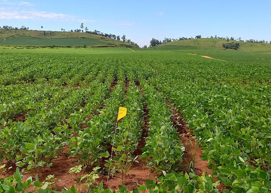Modelo prevê produtividade agrícola com uso de imagens de satélite - imagens de satélite Modelo prevê produtividade agrícola com uso de imagens de satélite
