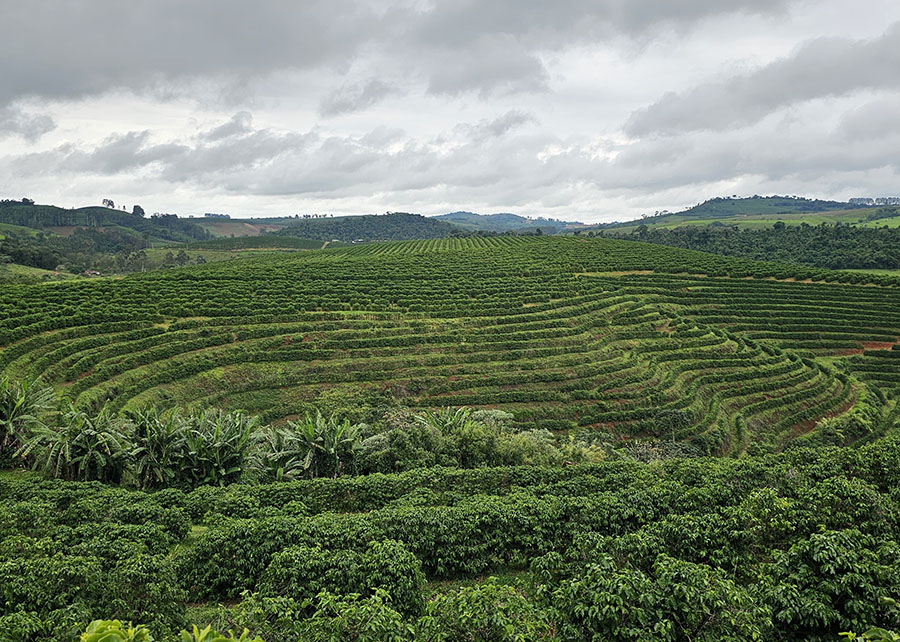 Sensoriamento remoto com IA mapeia pequenos cafezais com alta precisão - sensoriamento remoto Sensoriamento remoto com IA mapeia pequenos cafezais com elevada precisão