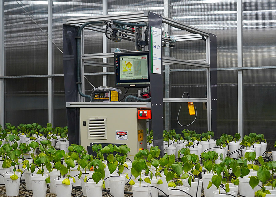 Robô usa luz para diagnóstico precoce de doença em algodão e soja - robô robô - Robô usa luz para diagnóstico precoce de doença em algodão e soja