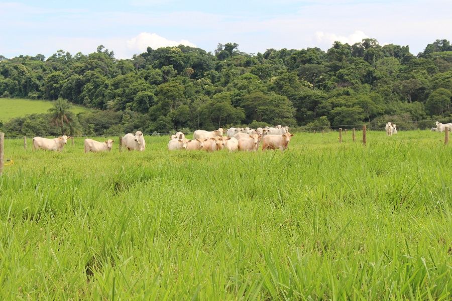 Parceria entre Embrapa e Baldan leva soluções para recuperação de pastagens degradadas a diversas regiões do país - Baldan Baldan - Parceria entre Embrapa e Baldan leva soluções para recuperação de pastagens degradadas a diversas regiões do país